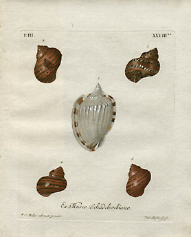 Plate XXVIII: Collection of Schadeloock