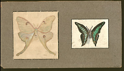 Two Studies - Luna Moth and Butterfly