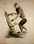 Goldfuss Lithographs of Monkeys