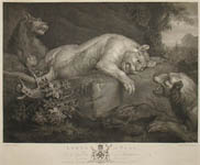 Lions at Play