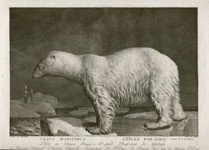 Marechal Polar Bear