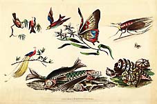 Natural History Designs