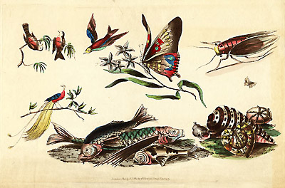 Natural History Designs