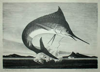 Leaping Marlin, Guaymas, Mexico