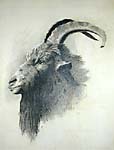 Ram's Head