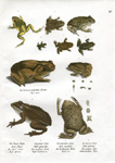 Schinz Turtles and Frogs