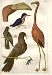 Seba Cabinet of Curiosities Prints--Tropical Flora and Fauna