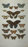 Set of Six Seba Butterflies