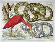 Seba Cabinet of Curiosities Prints