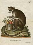 Pair of Seligmann lemur prints