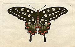 Shaw & Nodder Butterflies