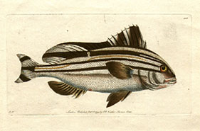 Anthias Diagramma - The White Banded Anthias