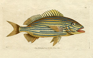 Anthias Formosus - The Blue-Striped Anthias