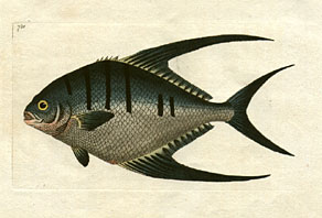 Ch&aelig;todon Glaucus - The Blue Ch&aelig;todon