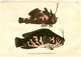 Lophius Pictus - The Compressed Brown Lophius