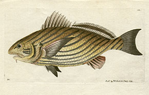 Sci&aelig;na Formosa -  The Yellow-Striped Sci&aelig;na