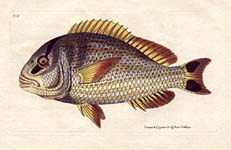 Shaw and Nodder Fish