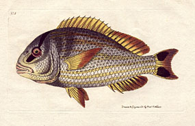 Sparus Juba - The Silvery Sparus