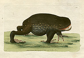 Rana Australiaca - The Australian Frog