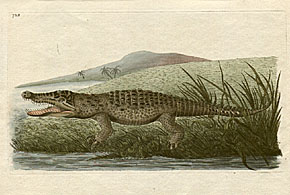Lacerta Hispaniolica - The St. Domingo Crocodile
