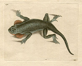 Lacerta Aurita - The Lobe-Cheeked Lizard