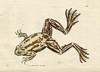 Shaw and Nodder Reptiles and Amphibians