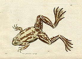 Pseudis Paradoxa - The Paradoxical Frog