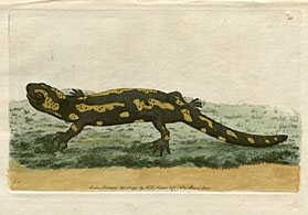 Lacerta Salamandra - The Salamander