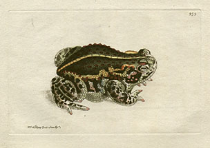 Rana Mephitica - The Mephitic Toad
