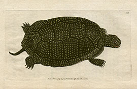 Testudo Meleagris - The Speckled Tortoise