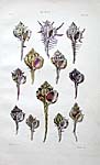 George Brettingham Sowerby Shell Prints