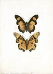 Williams Butterflies