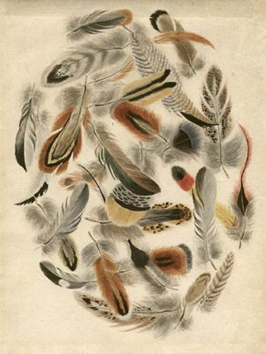 19th century watercolor of feathers