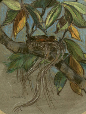 Bird in Nest