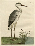 Flamingo and Heron Bird Prints