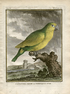 Yellow Amazon or Gold Parrot