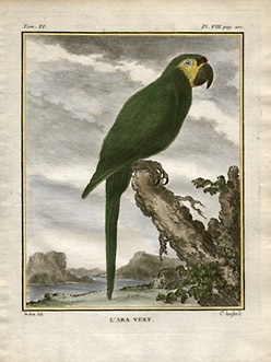 Green Macaw