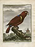 Buffon Parrot Prints
