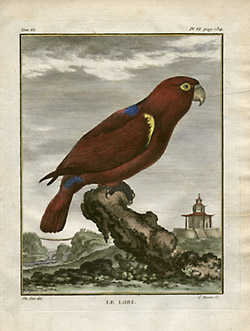 Lory