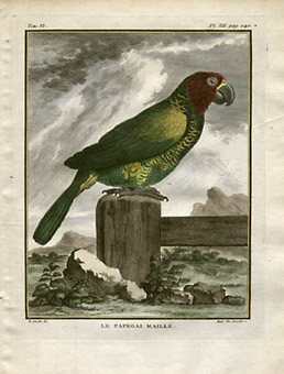 Gridded Parrot