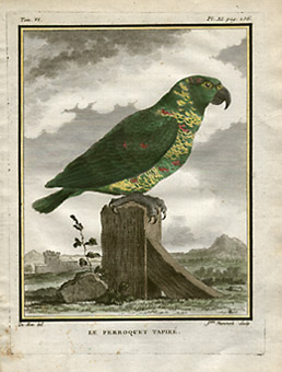 Yellow-Crowned Parrot