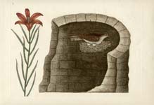 Catesby Swallow