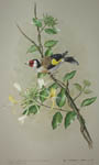 British Goldfinch