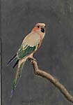 H. Goodchild, Pair of Parrot Natural History Studies