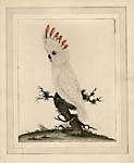 Cockatoo