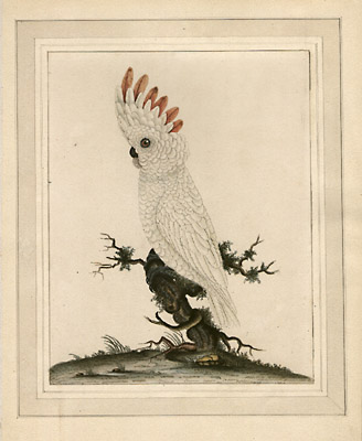 Cockatoo