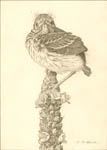 Bird Perched on Wildflower