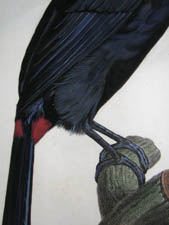 Barraband Toucan