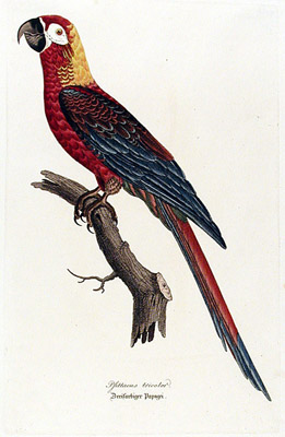 Cuban Macaw