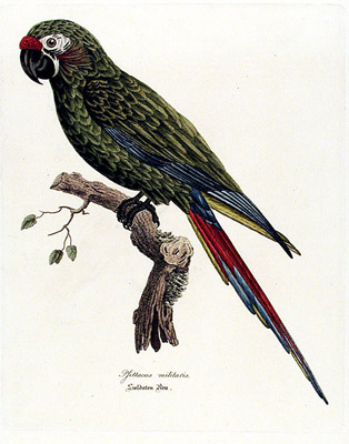 Military Macaw